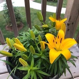 Meet your Posher, Bianca